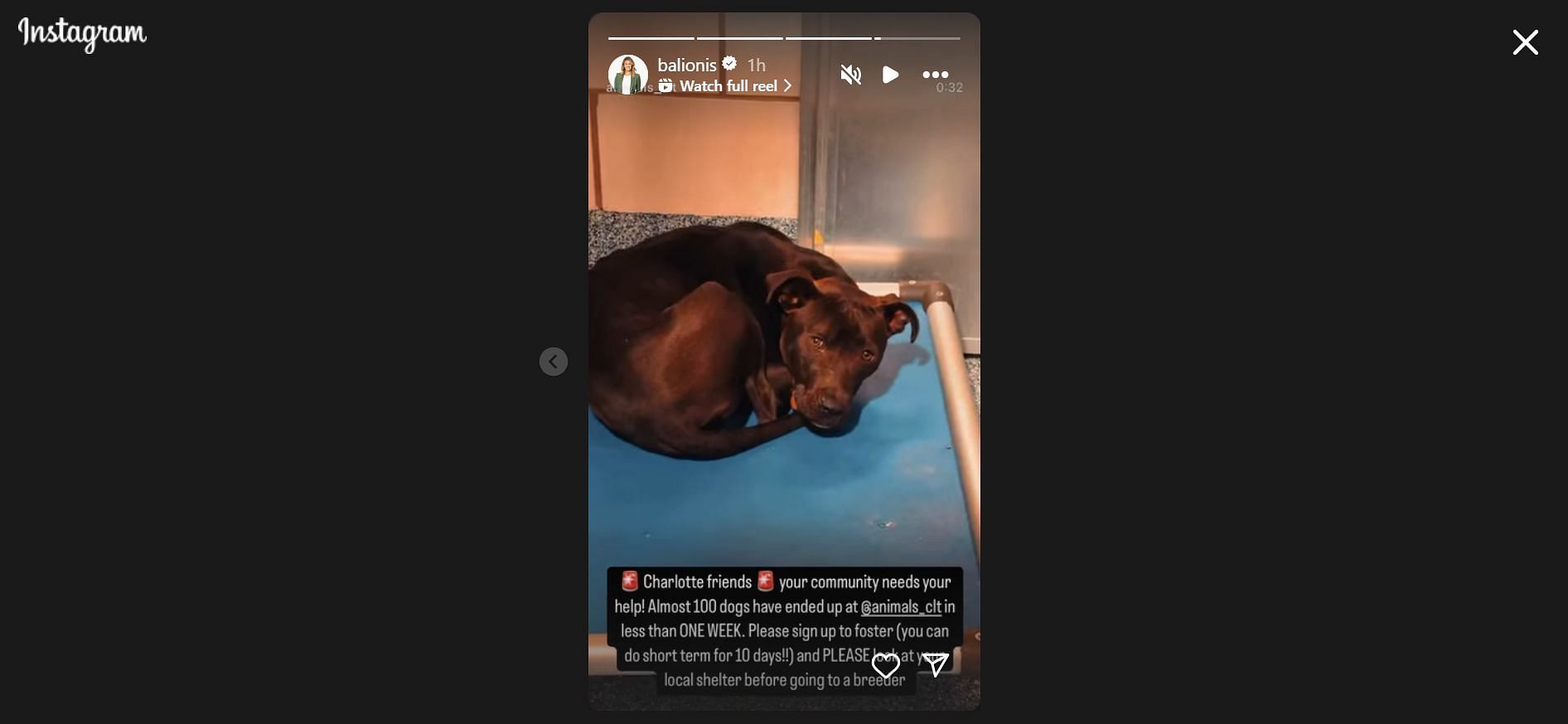 Amanda Balionis promotes dog adoption in Charlotte (Image Credit: Via IG @balionis)